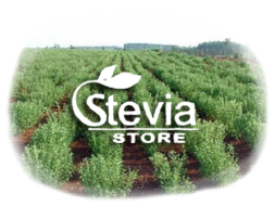 Stevia Producer| PARAGUAY
